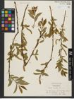 Foto von Salix triandra subsp. triandra L.